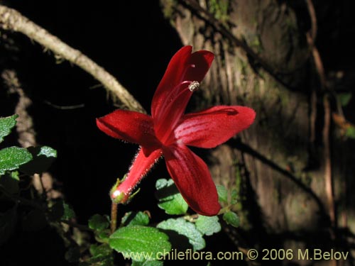 Bild von Asteranthera ovata (Estrellita). Klicken Sie, um den Ausschnitt zu vergrössern.